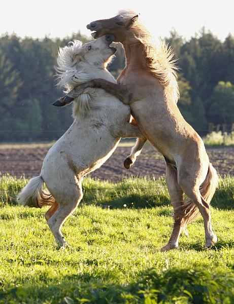 Valur und Gloi spielen d.jpg